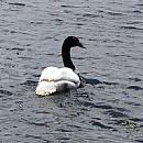 Cisne Cuello Negro - Laguna Blanca - 1/12/2012