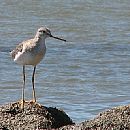 Playero Patas Amarillas Grande (Tringa Melanoleuca)