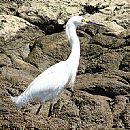 Garza Blanca Chica