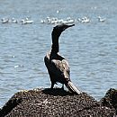 Bigu Comn (Phalacrocorax Brasilianus)