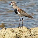 Tero Comn (Vanellus Chilensis)