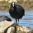 Gallareta Grande (Fulica Armillata)