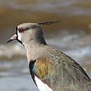 Tero Comn (Vanellus Chilensis)