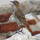 Hornero (Hornero)