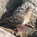 Torcaza (Torcaza (Zenaida auriculata))