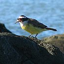 Benteveo comiendo un cangrejo