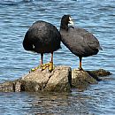 Gallareta Grande (Fulica Armillata)