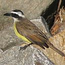 Benteveo Comn (Pitangus Sulphuratus)