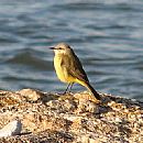 Picabuey (Machetornis Rixosus)