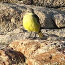 Picabuey (Picabuey (Machetornis Rixosus))