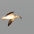 Gaviota con el desayuno