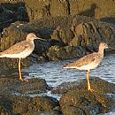 Playero Patas Amarillas Grande (Tringa Melanoleuca)