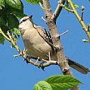 Calandria Comn (Mimus Saturninus)