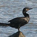 Bigu Comn (Phalacrocorax Brasilianus)