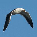 Gaviota cocinera en pleno vuelo