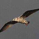 Gaviota cocinera joven en pleno vuelo